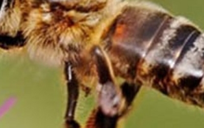 Cinnamon and Honey Health Benefits