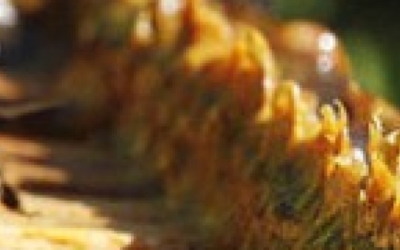 Value of Bee Propolis, Honey and Royal Jelly